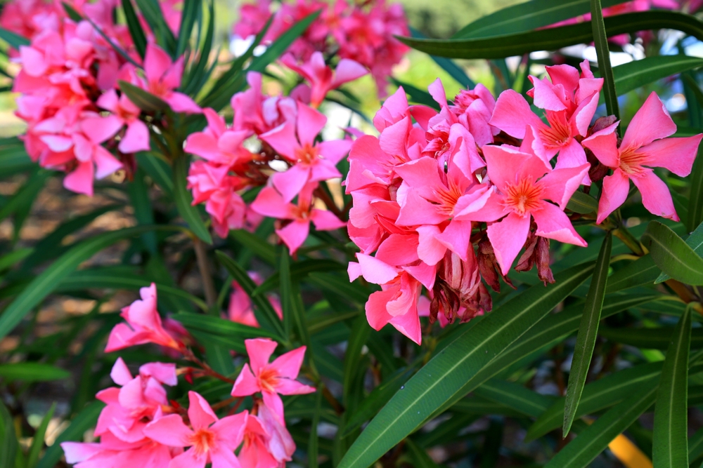 Resolution of Banning Oleander Plant in the Emirate of Abu Dhabi